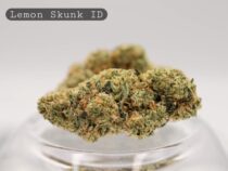 Indoor-Lemon-Skunk_Indoor-bud_Cannabis_-Flower_weed_the-dope-warehouse