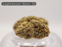 Indoor-Lighthouse-Haze-bud_Cannabis_-Flower_weed_the-dope-warehouse - The Dope Warehouse