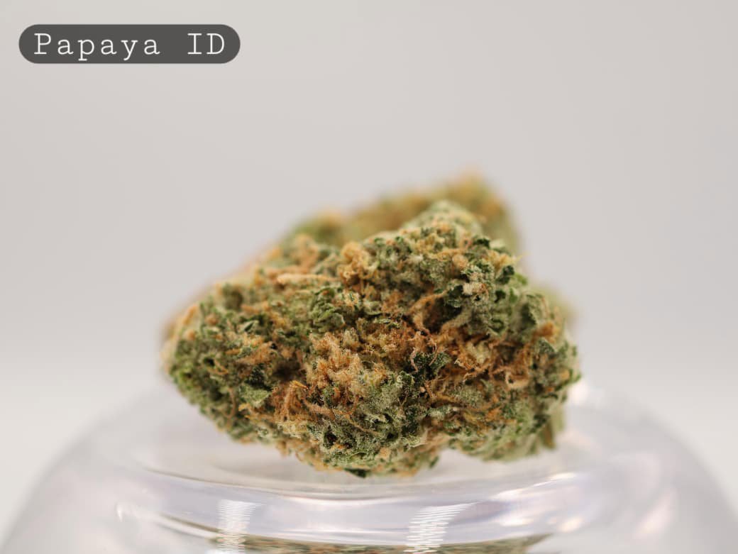 Indoor-Papaya_Indoor-bud_Cannabis_-Flower_weed_the-dope-warehouse - The Dope Warehouse