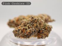 Indoor-Pink-Cookies_Indoor-bud_Cannabis_-Flower_weed_the-dope-warehouse - The Dope Warehouse