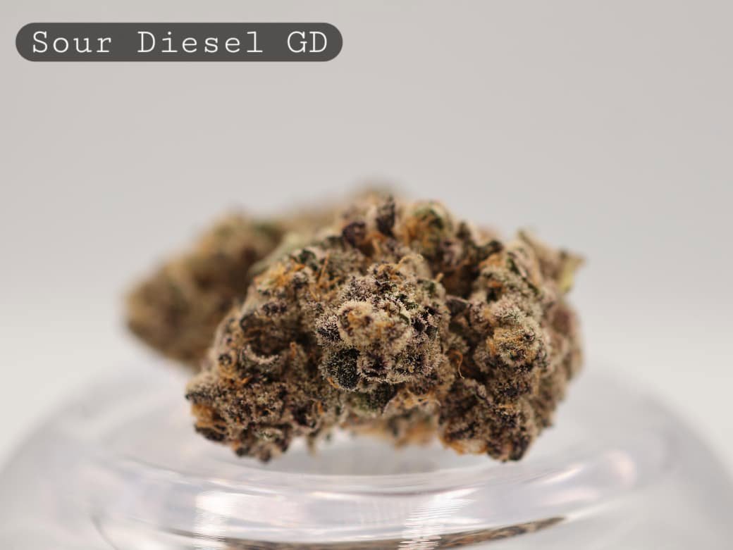 Greendoor-Sour-Diesel_Greendoor-bud_Cannabis_-Flower_weed_the-dope-warehouse - The Dope Warehouse