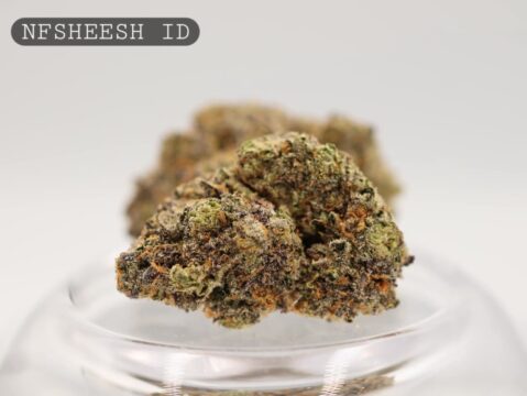 Indoor-NFSHEESH-The-Dope-Warehouse-Cannabis-THC-Bud-Weed - The Dope Warehouse
