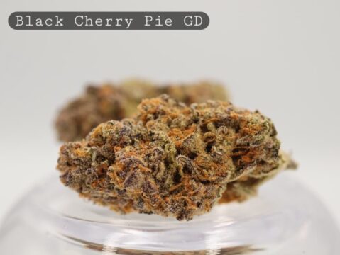 Greendoor-Black-Cherry-Pie-The-Dope-Warehouse-Cannabis-THC-Bud-Weed - The Dope Warehouse