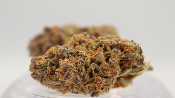 Greendoor Black Cherry Pie (p/g)