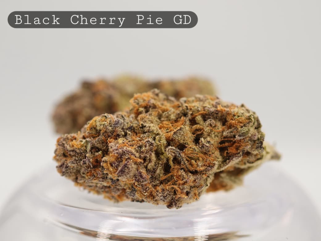 Greendoor-Black-Cherry-Pie-The-Dope-Warehouse-Cannabis-THC-Bud-Weed - The Dope Warehouse