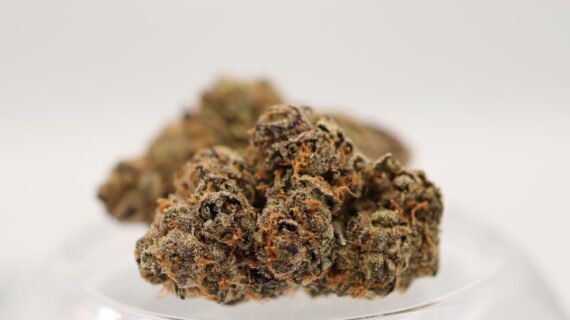 Greendoor Lemon Cherry Gelato (p/g)