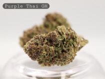 Greenhouse-Purple-Thai-The-Dope-Warehouse-Cannabis-THC-Bud-Weed - The Dope Warehouse