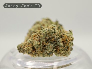Indoor Juicy Jack (p/g)