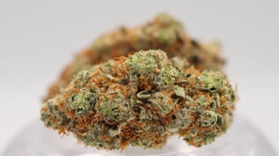 Indoor SFV OG (p/g)