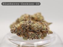 wa-product-1790013470705 - The Dope Warehouse Indoor Blueberry Cookies