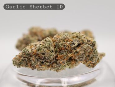 Indoor Garlic Sherbet