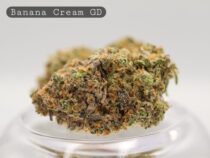 wa-product-1790261540999 - The Dope Warehouse Greendoor Banana Cream