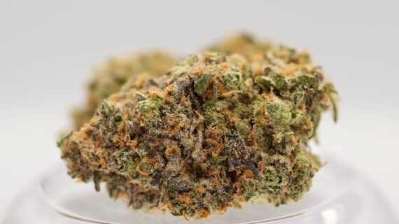 Greendoor Banana Cream